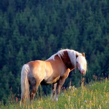 Landferienwohnung Simon 施马伦贝格